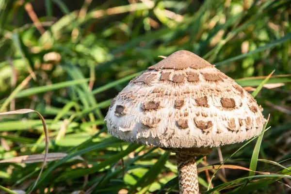 Şemsiye mantarı (Macrolepiota procera) sonbaharda çimlerin üzerinde. 