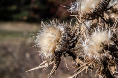 Dry thistle (Cirsium vulgare) closeup on a meadow in autumn sunny day clipart