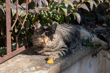 Güneşli bir yaz gününde bahçedeki taş çitlerde uyuyan tekir kedi.