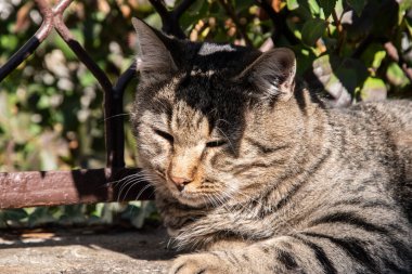 Güneşli bir yaz gününde bahçedeki taş çitlerde uyuyan tekir kedi.