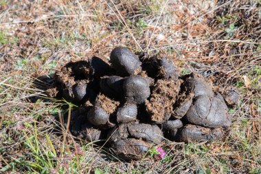 Turned horse feces (manure) closeup on the ground clipart