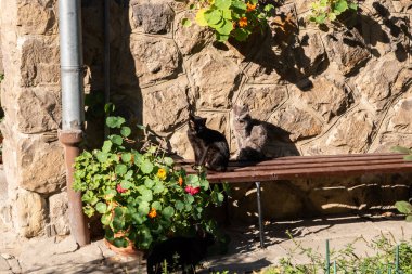 Kediler güneşli bir günde eski evin bahçesinde tahta bankta taş duvarlar üzerinde oturuyorlar.