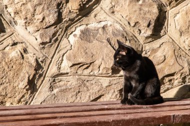 Küçük siyah kedi ahşap bankta oturuyor. Arka planda taş gibi eski bir duvar var.