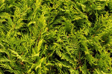 Thuja occidentalis kozalaklı ağaç dalları doğal yeşil arkaplan olarak yakınlaşır