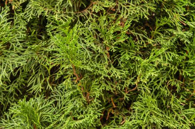 Thuja occidentalis kozalaklı ağaç dalları doğal yeşil arkaplan olarak yakınlaşır