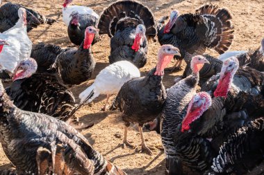 Güneşli bir sonbahar gününde kırsal organik çiftlikte yaşayan evcil hindilerin (Meleagris Gallopavo) yakın çekimi