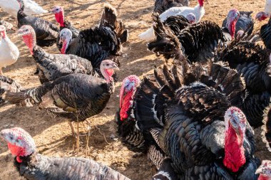 Güneşli bir sonbahar gününde kırsal organik çiftlikte yaşayan evcil hindilerin (Meleagris Gallopavo) yakın çekimi