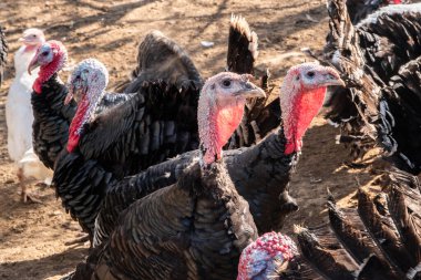 Güneşli bir sonbahar gününde kırsal organik çiftlikte yaşayan evcil hindilerin (Meleagris Gallopavo) yakın çekimi