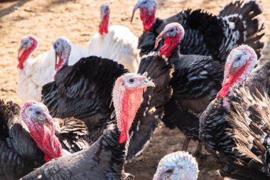Güneşli bir sonbahar gününde kırsal organik çiftlikte yaşayan evcil hindilerin (Meleagris Gallopavo) yakın çekimi