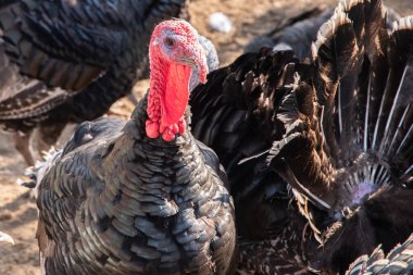 Güneşli bir sonbahar gününde kırsal organik çiftlikte yaşayan evcil hindilerin (Meleagris Gallopavo) yakın çekimi