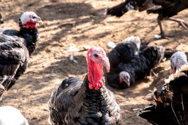 Güneşli bir sonbahar gününde kırsal organik çiftlikte yaşayan evcil hindilerin (Meleagris Gallopavo) yakın çekimi