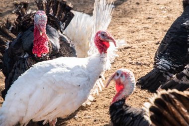 Güneşli bir sonbahar gününde kırsal organik çiftlikte yaşayan evcil hindilerin (Meleagris Gallopavo) yakın çekimi