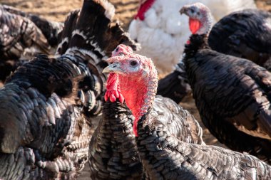 Güneşli bir sonbahar gününde kırsal organik çiftlikte yaşayan evcil hindilerin (Meleagris Gallopavo) yakın çekimi