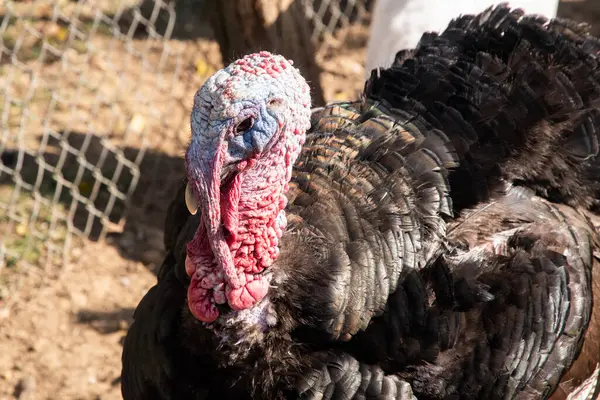 Güneşli bir sonbahar gününde kırsal organik çiftlikte yaşayan evcil hindilerin (Meleagris Gallopavo) yakın çekimi