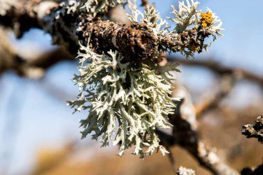 Iceland moss lichen on tree branch closeup clipart