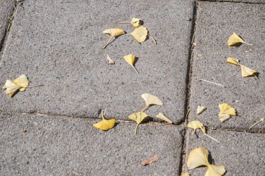 Ginkgo biloba yaprakları sonbaharda kaldırımda