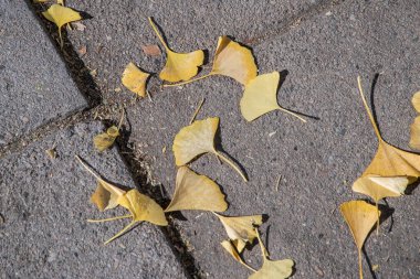 Ginkgo biloba yaprakları sonbaharda kaldırımda