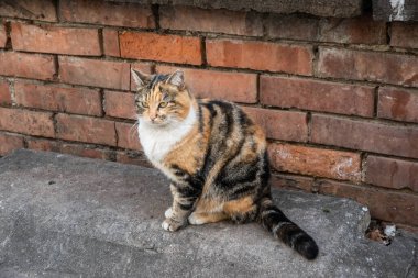 Üç renkli kedi taş zeminde oturuyor tuğla duvar zeminiyle