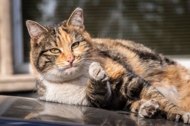 Beautiful street tricolor cat on car roof closeup on sunny day clipart