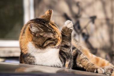 Beautiful street tricolor cat on car roof closeup on sunny day clipart