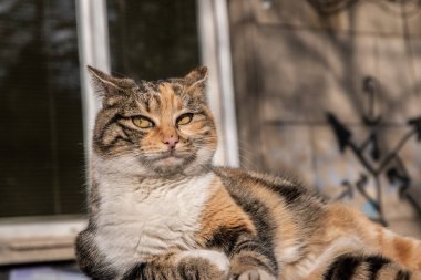 Beautiful street tricolor cat on car roof closeup on sunny day clipart