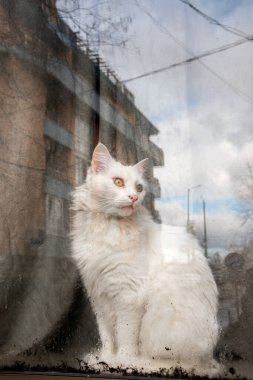 Güzel beyaz kedi yağmurlu bir günde pencerenin arkasında duruyor. Sokakta yansıması var.