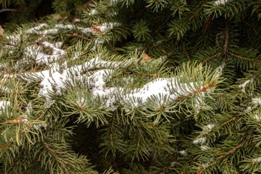 Kış ormanlarında karla kaplı yeşil çam dalları Noel arkaplanı olarak kapanır.