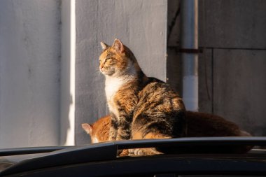 Beautiful street tricolor cat on car roof closeup on sunny day clipart