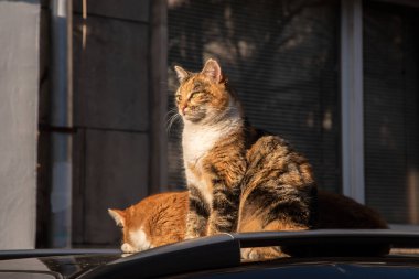 Güneşli bir günde arabanın çatısında üç renkli güzel kedi.