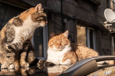 Güneşli bir sonbahar gününde iki sevimli sokak kedisi arabanın çatısında yakınlaşıyor.