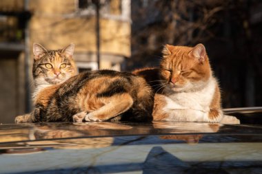 Güneşli bir sonbahar gününde iki sevimli sokak kedisi arabanın çatısında yakınlaşıyor.