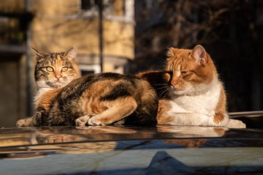 Güneşli bir sonbahar gününde iki sevimli sokak kedisi arabanın çatısında yakınlaşıyor.