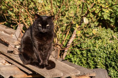 Kara kedi güneşli bir günde köyün bahçesinde tahta tahtalarda oturuyor.