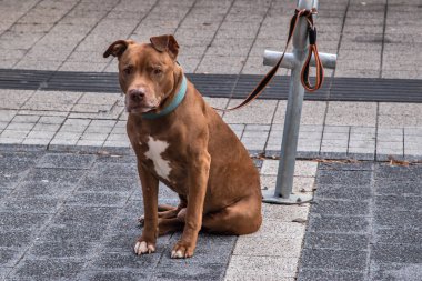 American Staffordshire Terrier köpeği bisiklet standına bağlanmış, sahibini bekliyor.