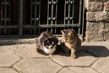 Güneşli bir günde iki sokak kedisi eski kasabadaki kaldırımda oturuyor.