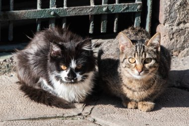 Güneşli bir günde iki sokak kedisi eski kasabadaki kaldırımda oturuyor.