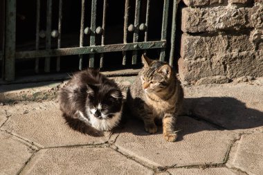 Güneşli bir günde iki sokak kedisi eski kasabadaki kaldırımda oturuyor.