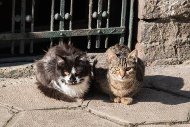 Güneşli bir günde iki sokak kedisi eski kasabadaki kaldırımda oturuyor.