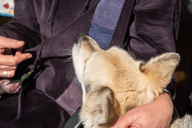 Bir kadının eli tarafından okşanmış melez bir köpeğin başı.