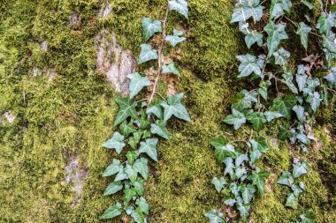 Orman kaya yüzeyinde büyüyen yeşil sarmaşık yosunlarla kaplanmış.
