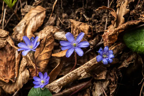 Bahar ormanlarında yaygın olarak görülen karaciğer otu mavi çiçeği (Hepatica nobilis). Kapat..
