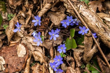 Bahar ormanlarında yaygın olarak görülen karaciğer otu mavi çiçeği (Hepatica nobilis). Kapat..