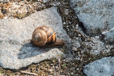 Salyangoz asfalt yolda sürünüyor. Helix buchii.