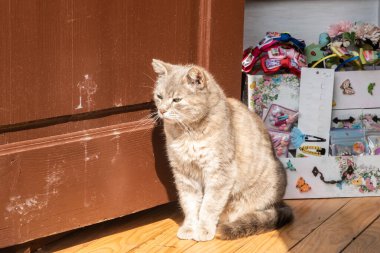 Kızıl kedi, güneşli bir günde küçük bir ülkenin hediye dükkanında ahşap ön kapıda oturuyor.