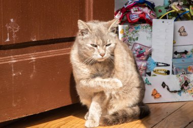 Kızıl kedi, güneşli bir günde küçük bir ülkenin hediye dükkanında ahşap ön kapıda oturuyor.