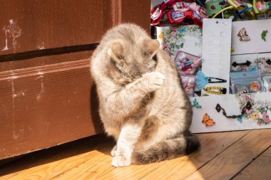 Kızıl kedi, güneşli bir günde küçük bir ülkenin hediye dükkanında ahşap ön kapıda oturuyor.