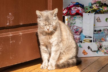 Kızıl kedi, güneşli bir günde küçük bir ülkenin hediye dükkanında ahşap ön kapıda oturuyor.