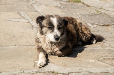 Sevimli evsiz köpek taştan sokak plakalarında güneşli bir günde kapanıyor.