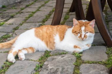 Zencefil ve beyaz kedi bahçedeki asfalt levhaların üzerinde yatıyor.