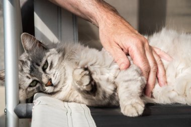 Gri bir Sibirya kedisini okşayan erkek el katlanır bir sandalyede yatıyor.